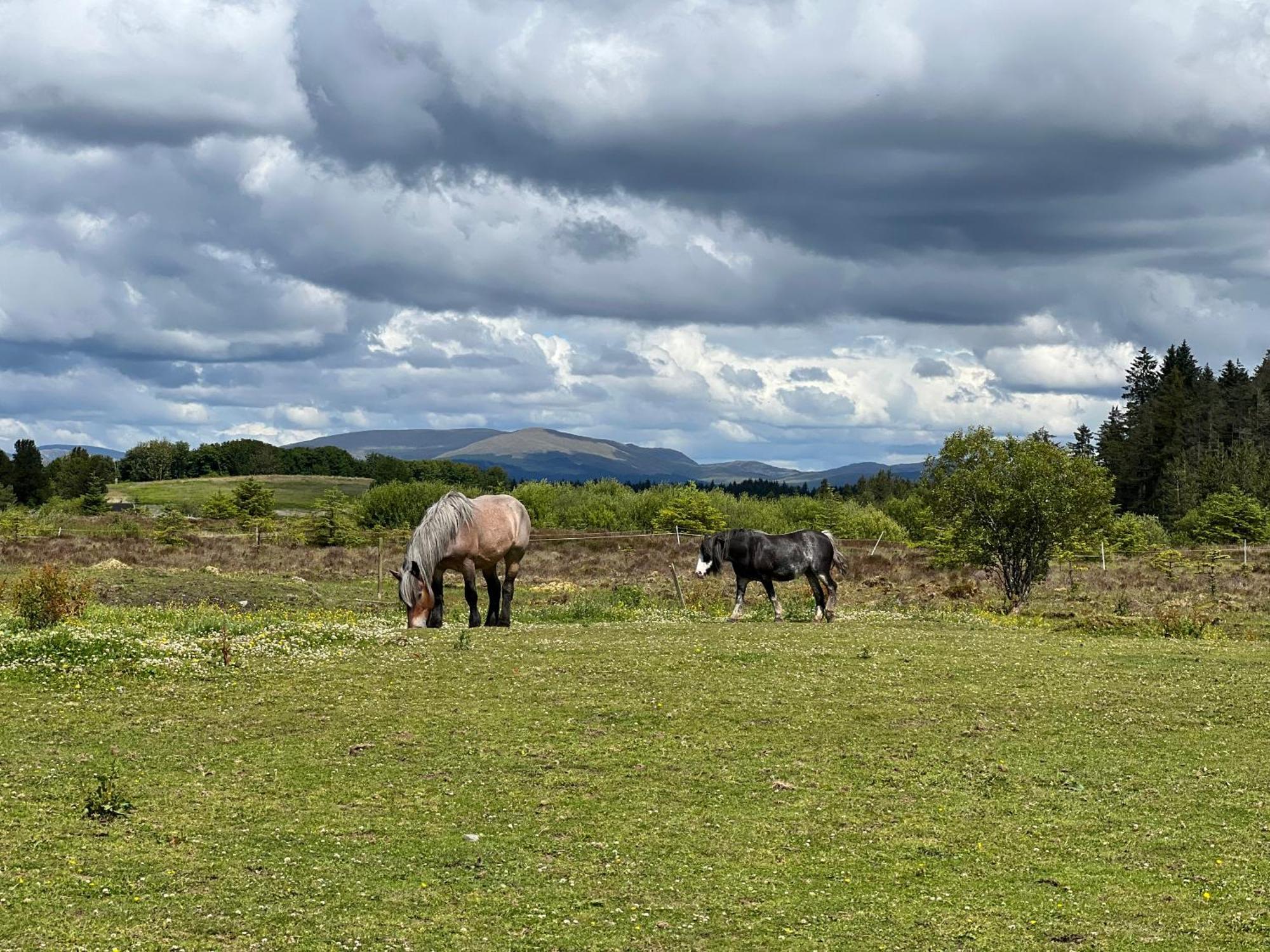 Jungle House No.26 At Three Lochs Holiday Park Newton Stewart Buitenkant foto
